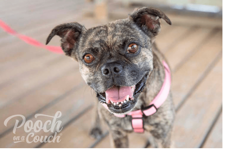 A ShortTerm Foster Home For Dogs » Pooch On A Couch