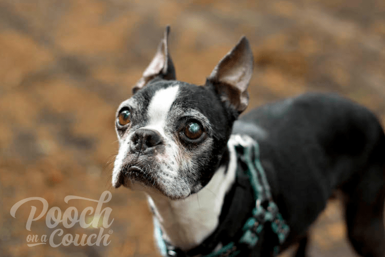 79+ Senior Boston Terrier Rescue Picture Bleumoonproductions