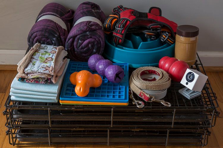 4 Cheap Ways To Build Your Supply of Foster Dog Equipment » Pooch On A