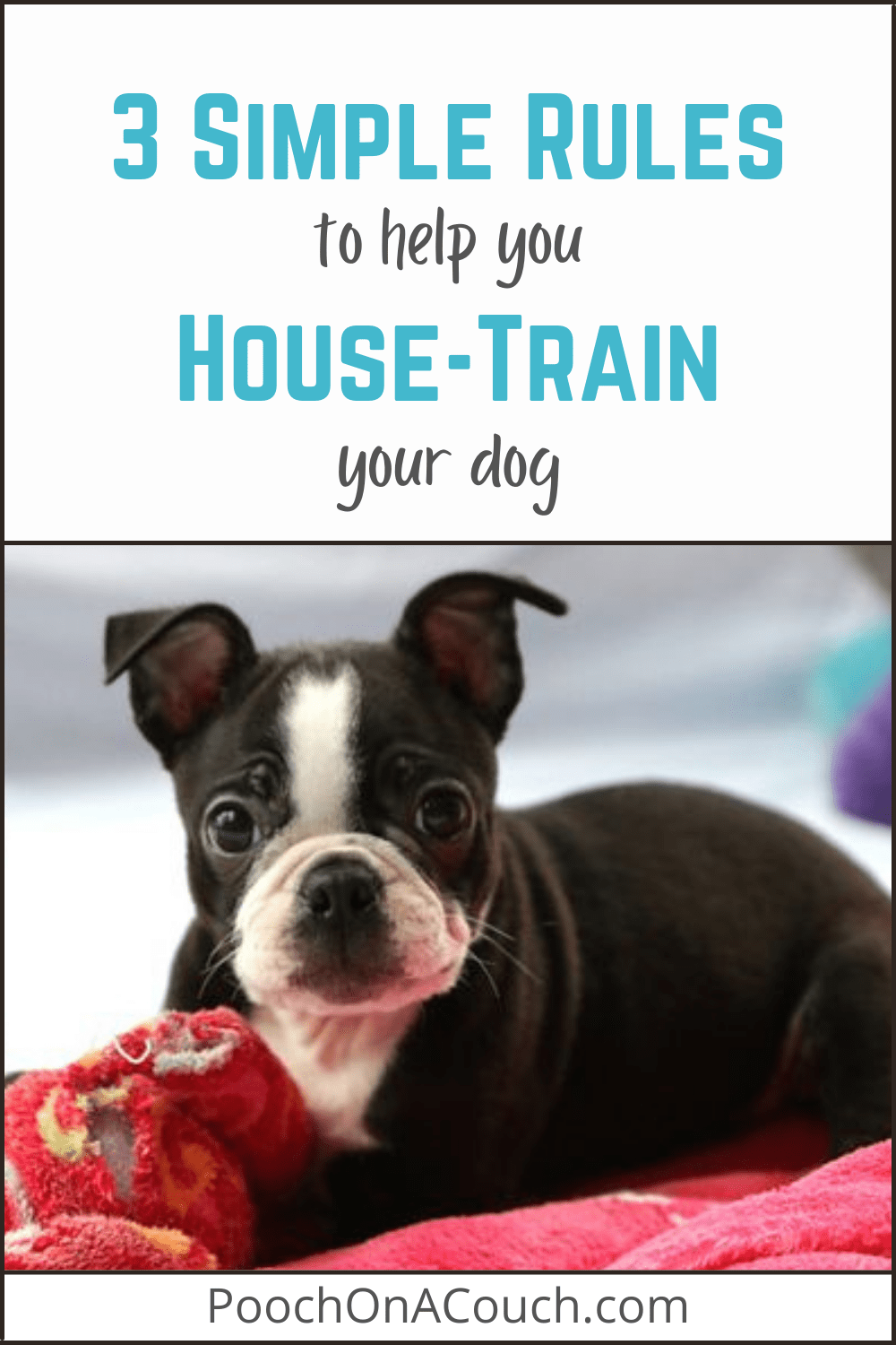 How To House Train Your Dog A Simple Plan That Works » Pooch On A Couch