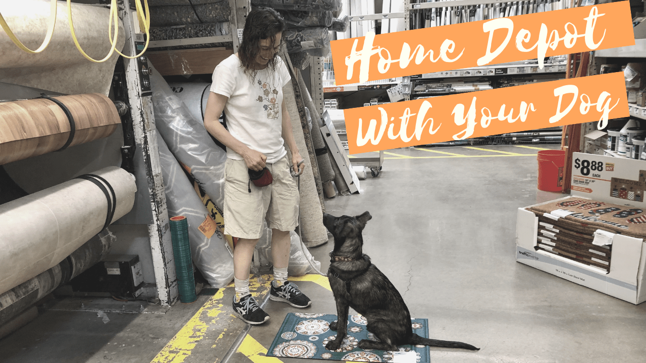 Home Depot With Your Dog Pooch Parenting