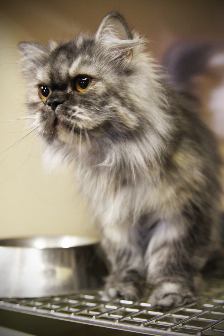 Dickson Pet Store Scott Bryant Photography