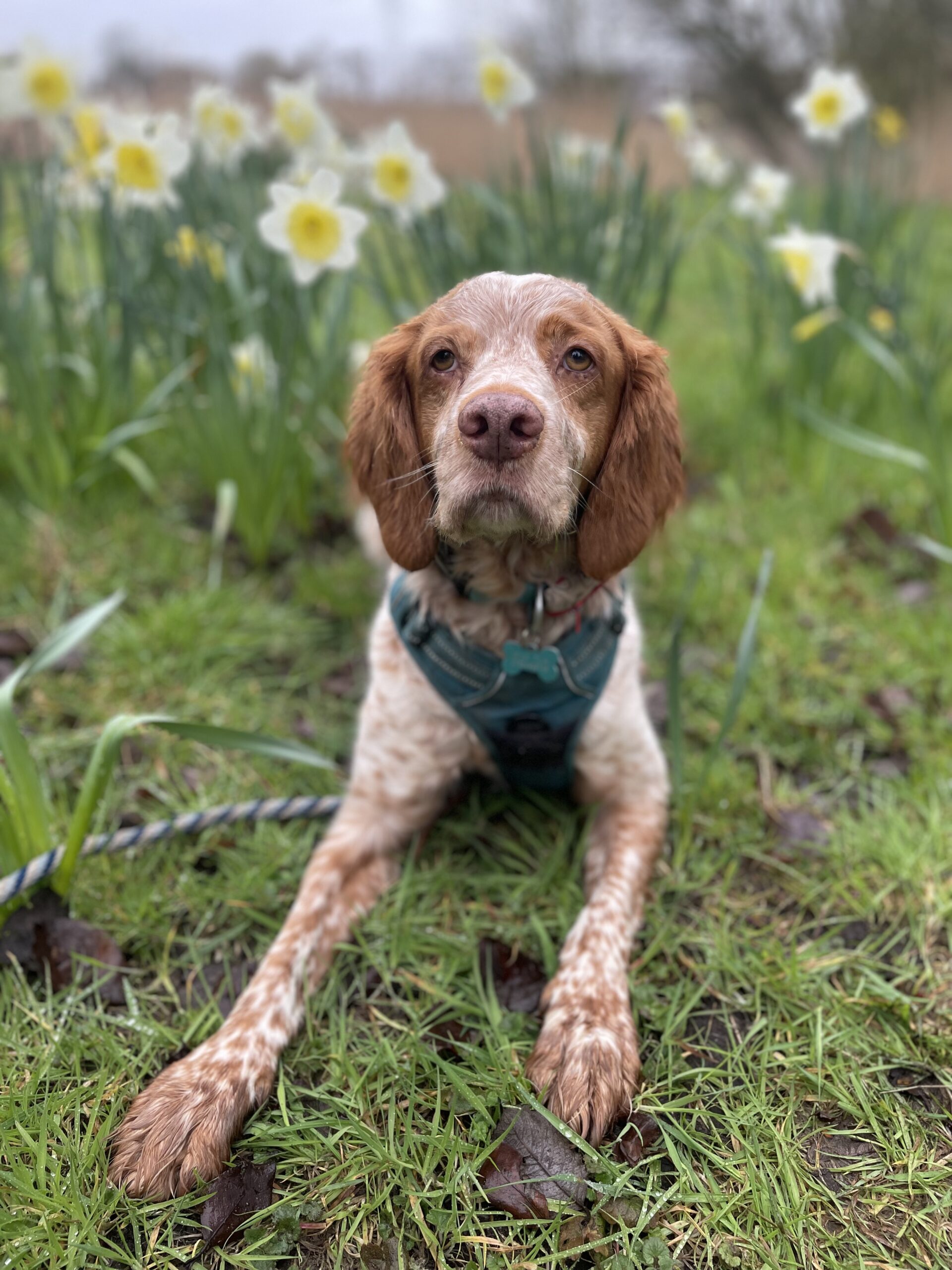 Puppy & Dog Training St.Olaves, Great Yarmouth, Norfolk Pooch Paws