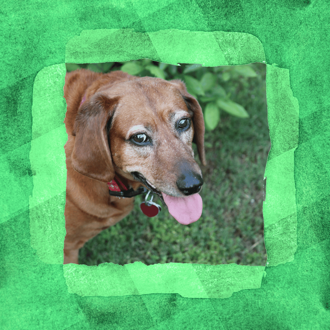 The Poo Crew Dog Poop Pickup, Removal, and Cleaning Service