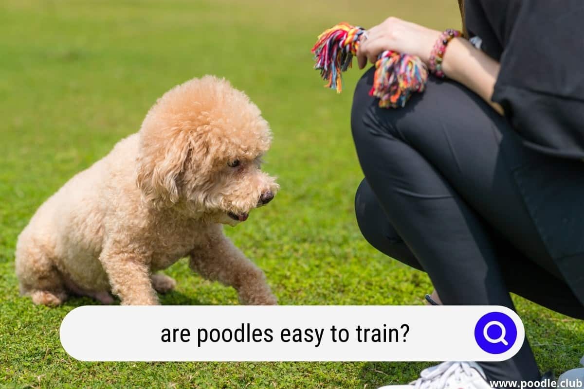 Are Toy Poodles Easy To Potty Train
