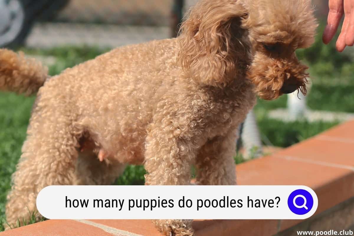 How Many Puppies Can a Poodle Have? Poodle Club