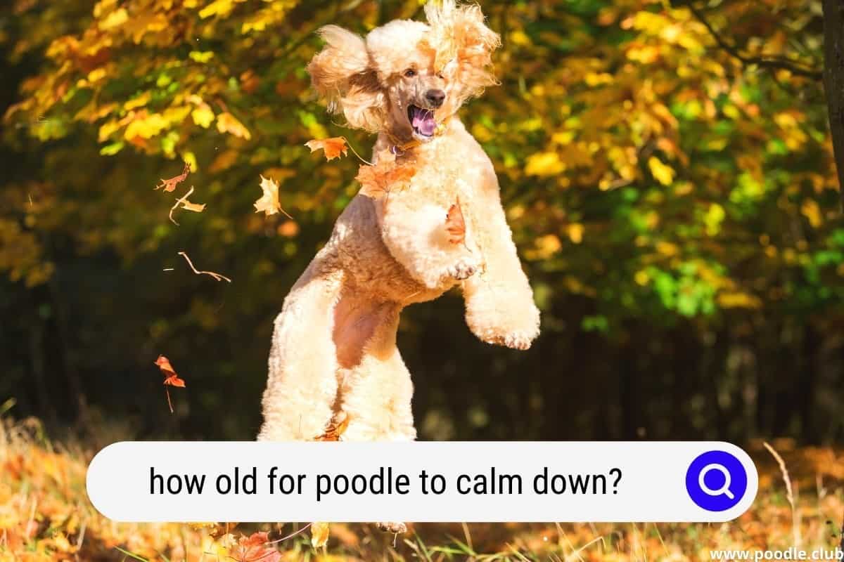 What Age Do Poodles Calm Down? Poodle Club