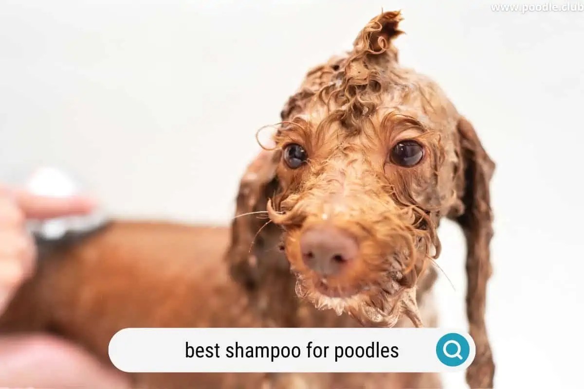 5 Best Shampoo for Poodles (2024 Update) Poodle Club