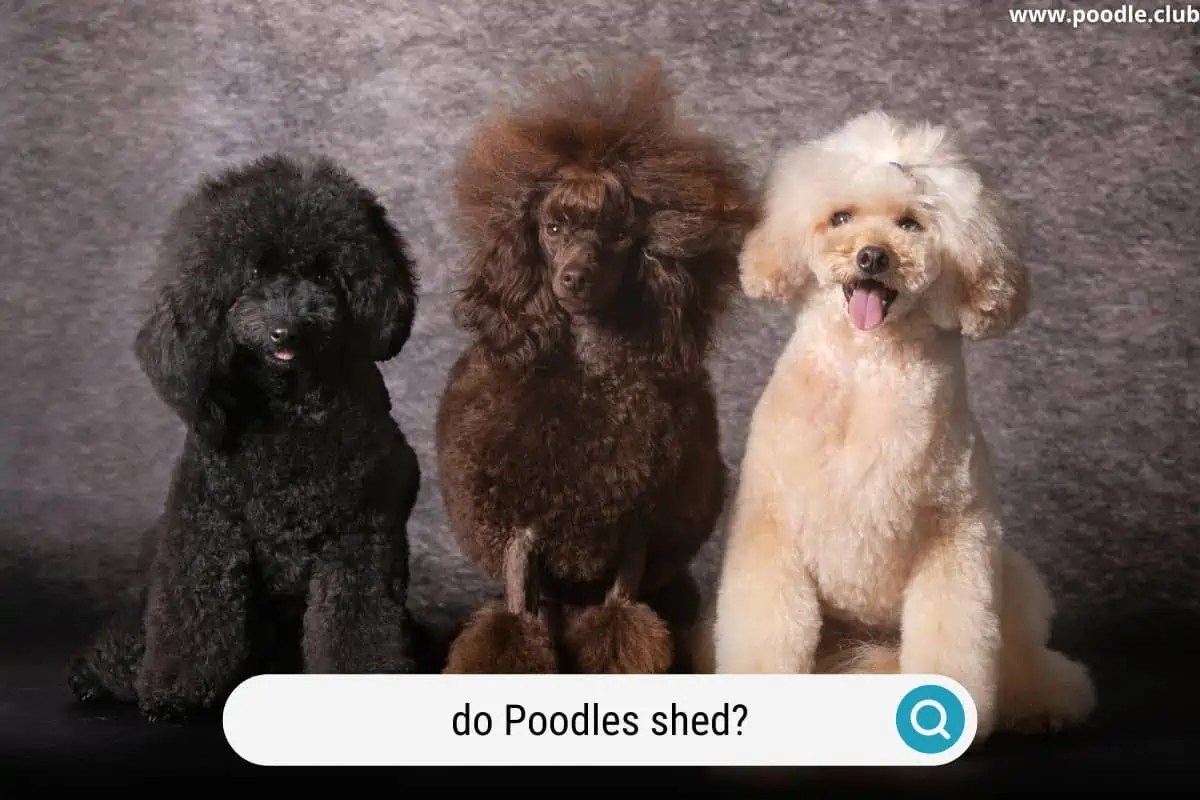 Do Poodles Shed? [Poodle Shedding Guide] Poodle Club