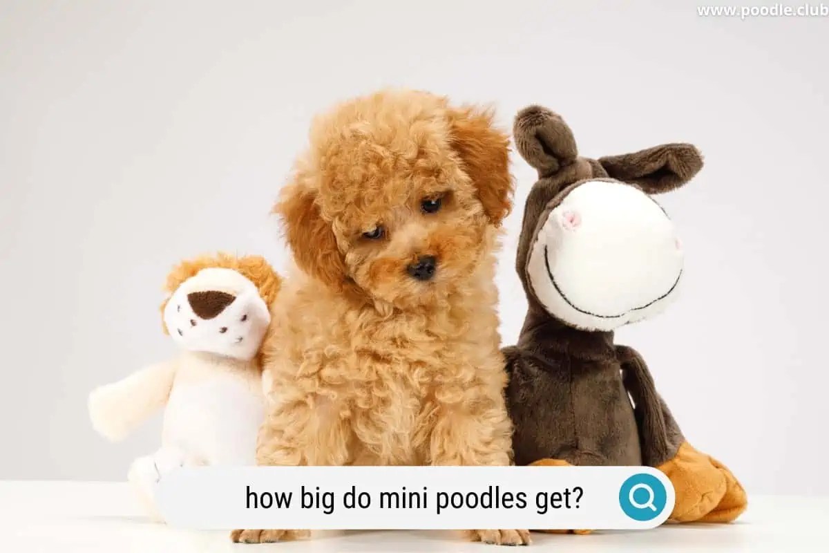 How Big Do Miniature Poodles Get (Size Guide) Poodle Club