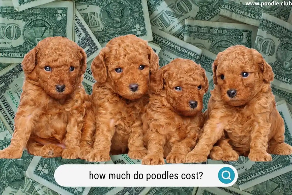 How Much Do Poodles Cost? (2024 Update) Poodle Club