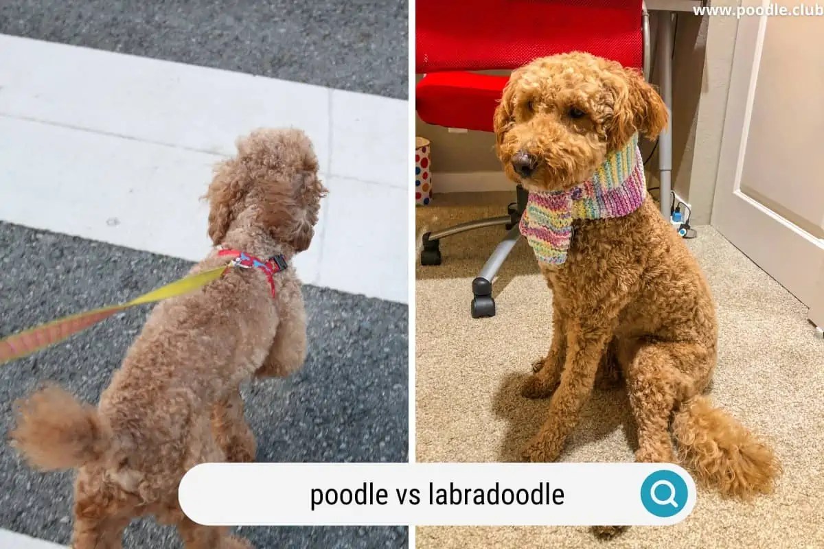Poodle vs Labradoodle Comparison (with Photos!) Poodle Club