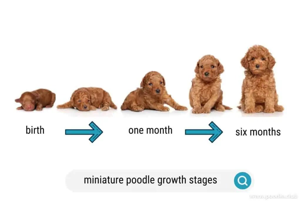 How Big Do Miniature Poodles Get (Size Guide) - Poodle Club