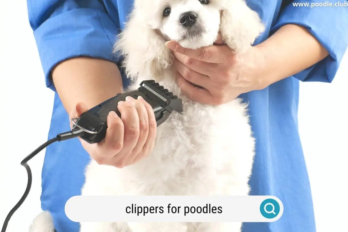 5 Best Dog Clippers for Poodles (2024 Update) Poodle Club