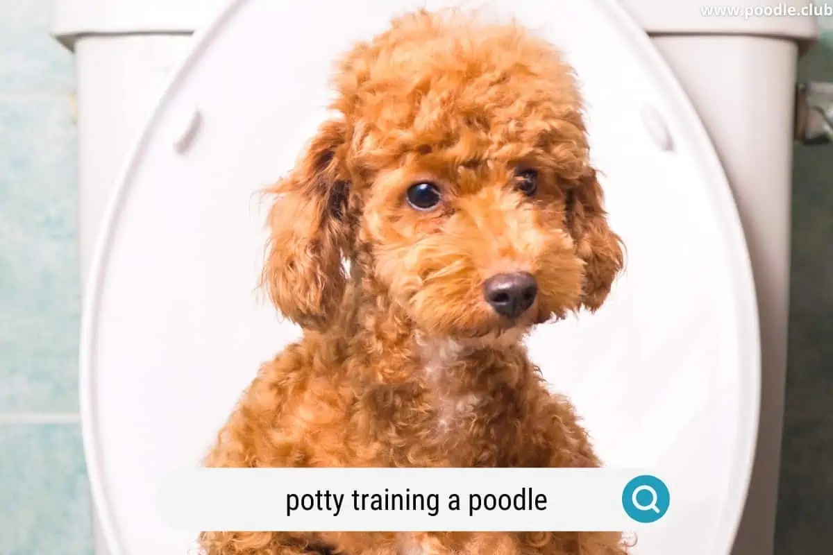 How to Potty Train a Poodle (Easy Steps) Poodle Club