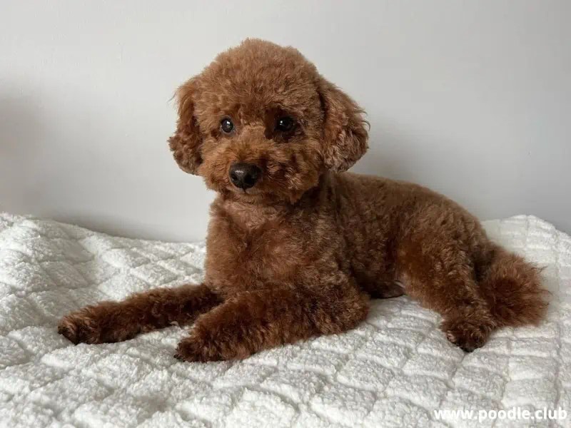 Why Do Poodles Shake? [5 Reasons] Poodle Club