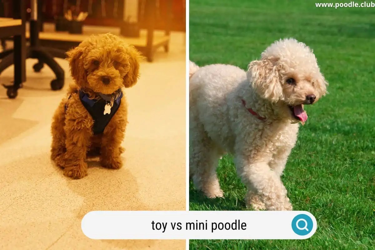Toy vs Miniature Poodle + Photos] Poodle Club
