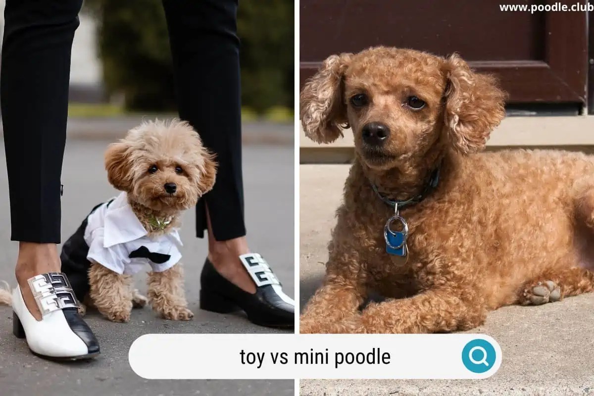 Toy vs Miniature Poodle + Photos] Poodle Club