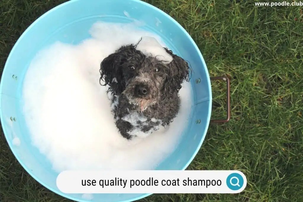 Do Poodles Shed? [Poodle Shedding Guide] Poodle Club