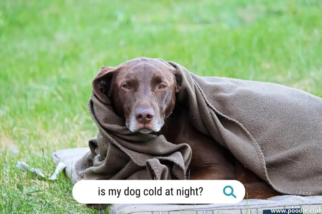 How Do I Know If My Dog Is Cold At Night? [Uncovering the Signs