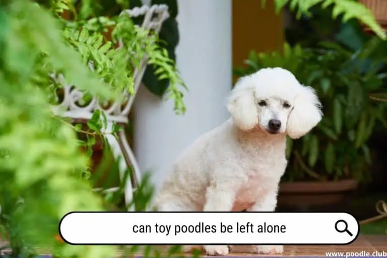 Toy vs Miniature Poodle + Photos] Poodle Club