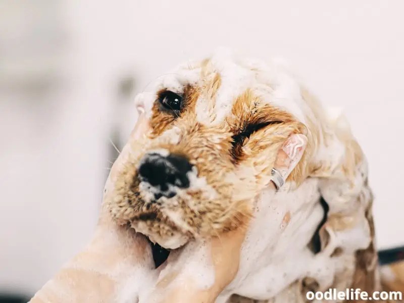 Best Dog Shampoo for Cavapoos Expert Picks for a Healthy Coat Poodle