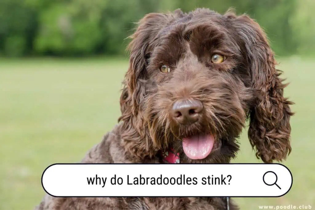 Best Poodle Rescues in Colorado (2024) Poodle Club