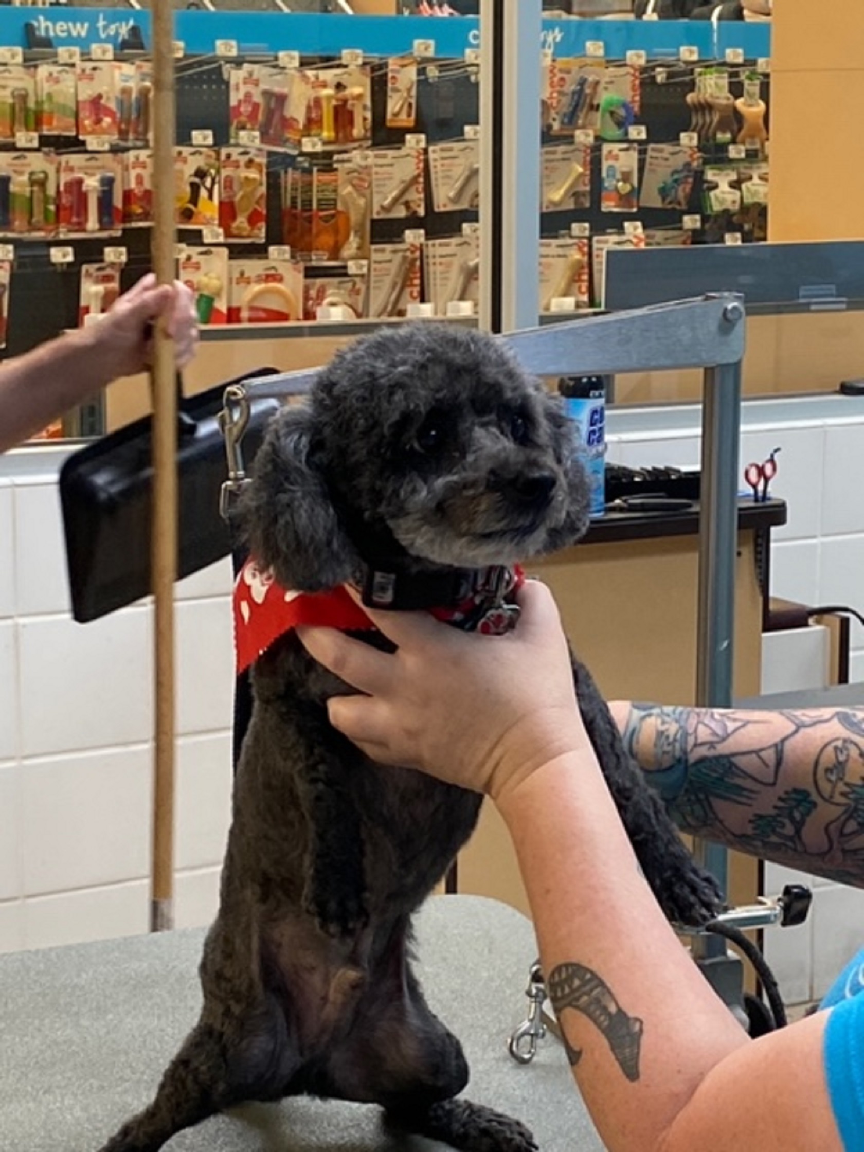 Frightened Willie Save A Dog Poodle and Pooch Rescue of Florida