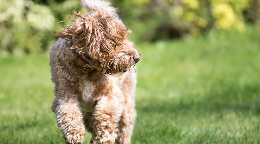 Top 5 Cockapoo Breeders In California Where To Find Your Perfect Pup
