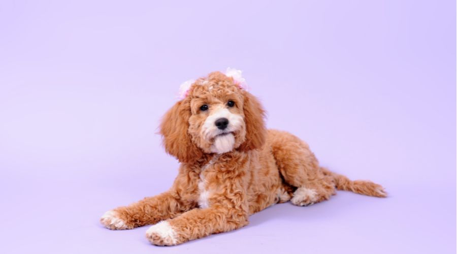 Best Cockapoo Breeders In Los Angeles