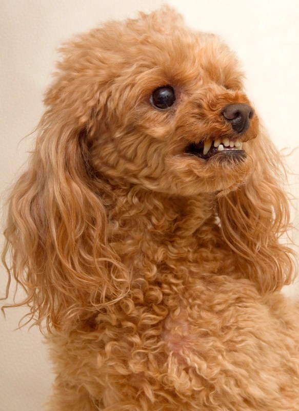 Are Poodles Aggressive All You Need To Know! PoodleHQ