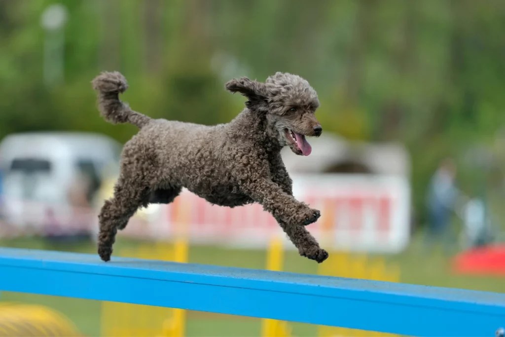 Are Poodles Smart? Poodles Intelligence Explained PoodleHQ