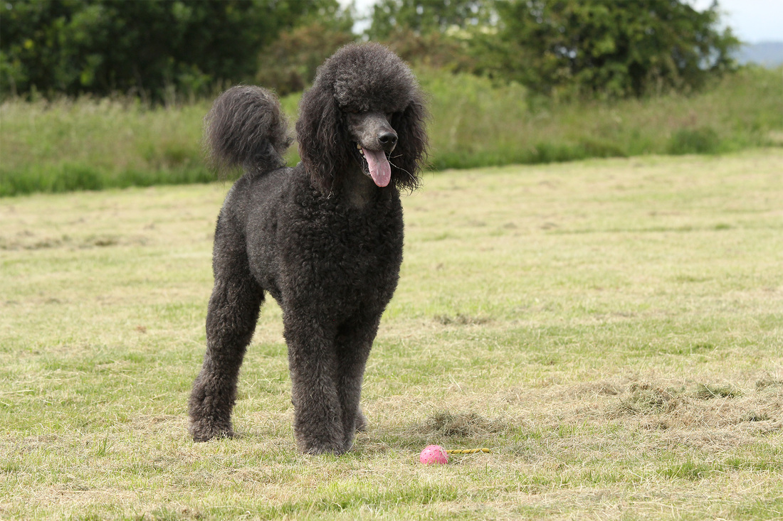 Blue Poodles They'll Make You The Happiest Person