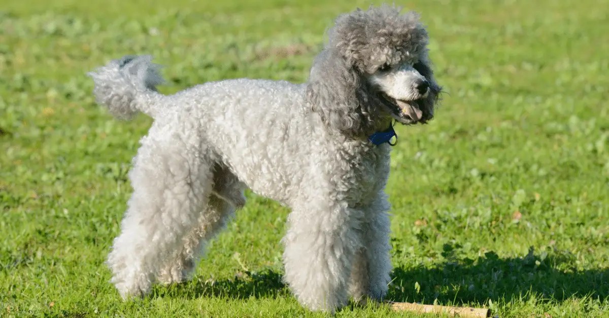 Gray Poodles Your FurEver Friends PoodleHQ