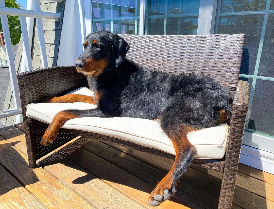 Doberdoodle Doberman Poodle Mix PoodleHQ