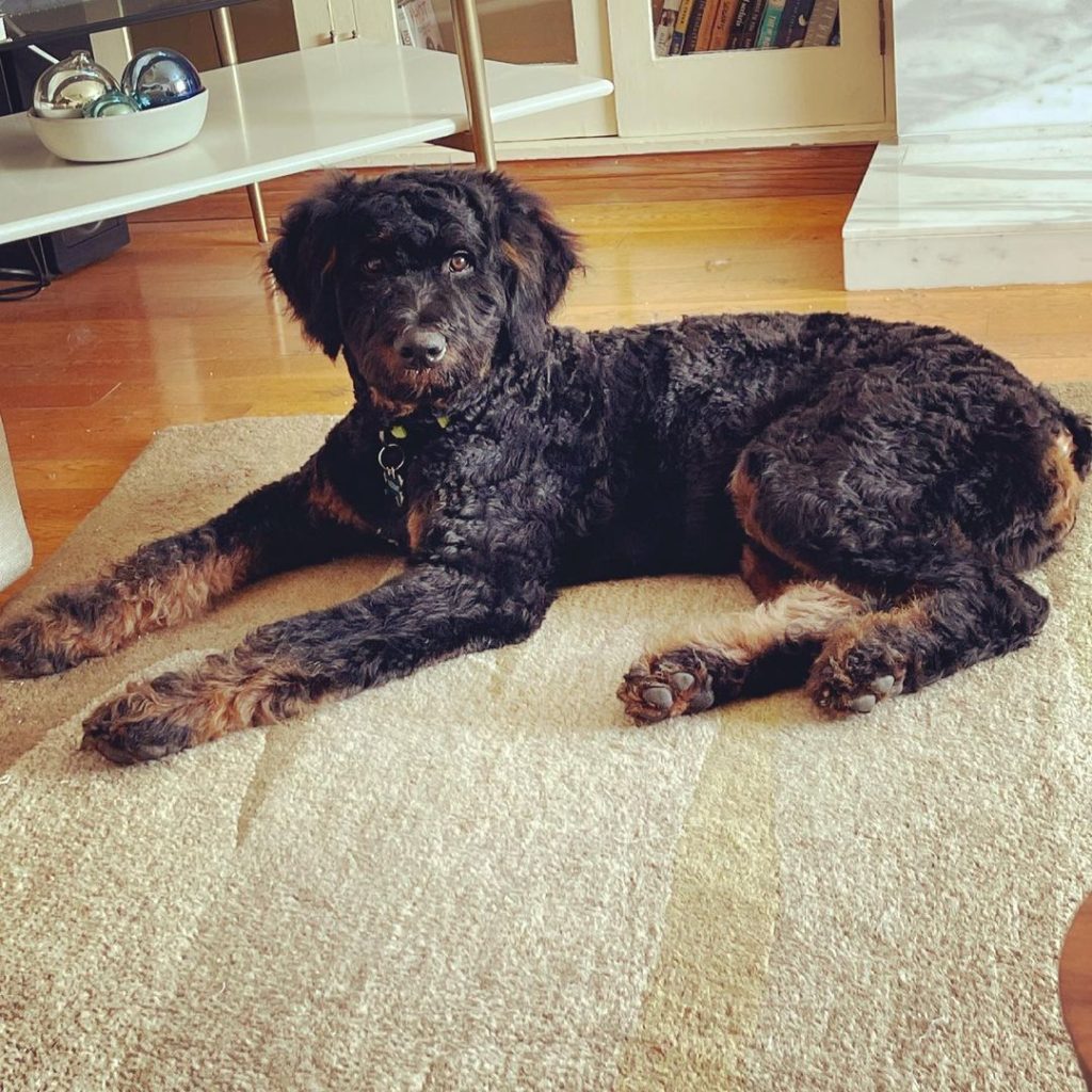 Rottle Rottweiler Poodle Mix PoodleHQ