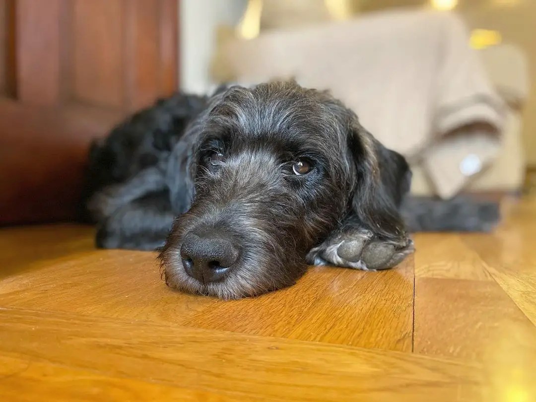 Rottle Rottweiler Poodle Mix PoodleHQ