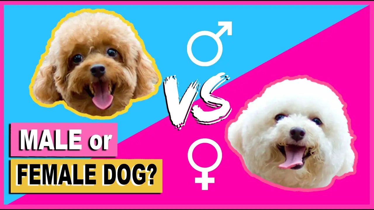 Are Male Poodles Aggressive