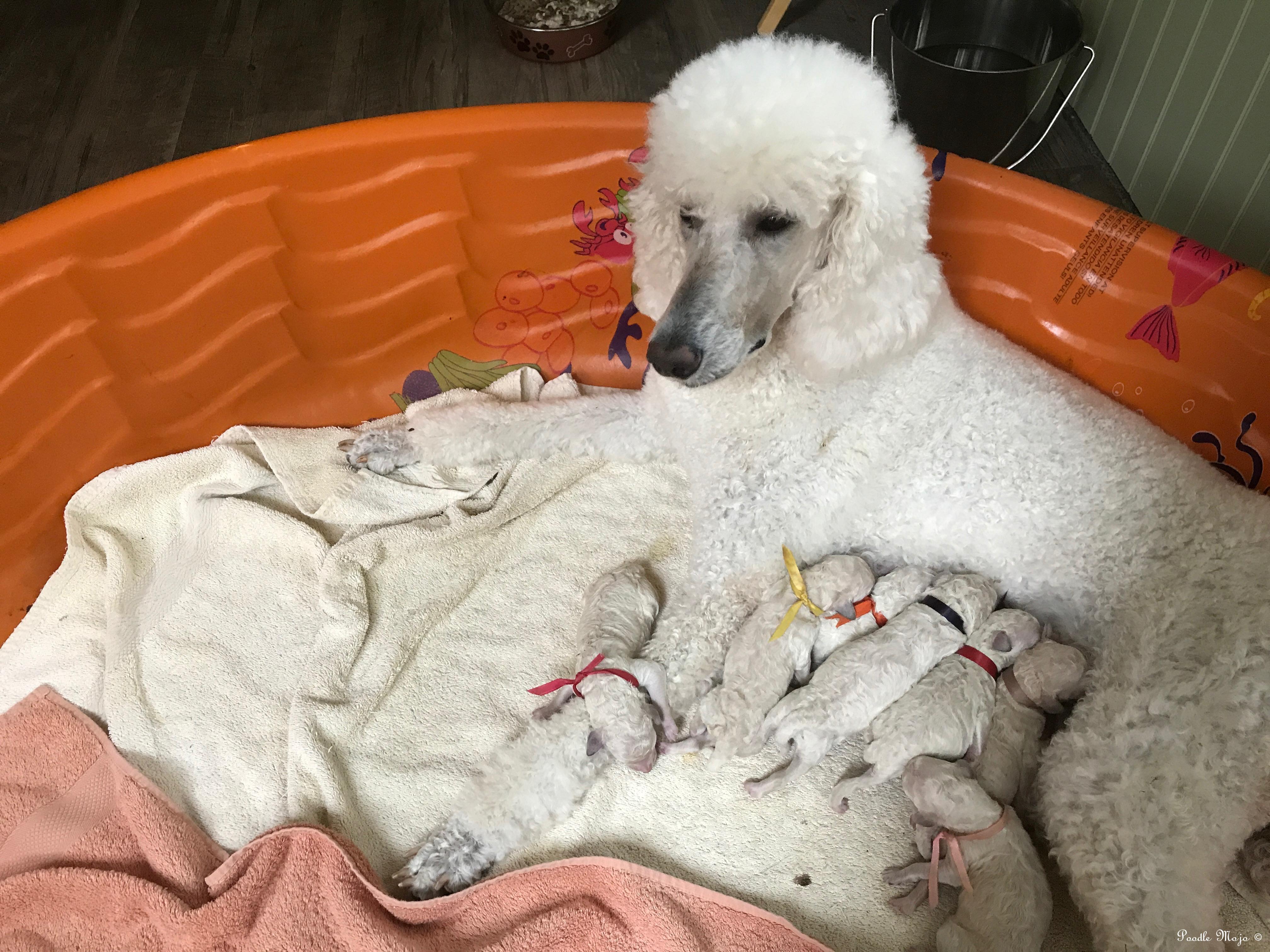 Available Poodle Puppies in Greenville, SC Poodle Mojo