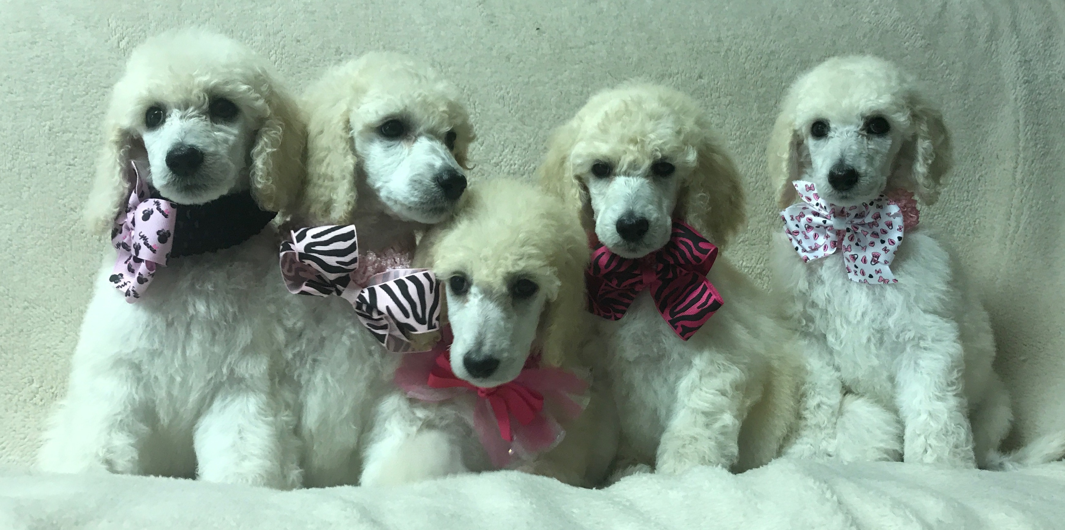 Available Poodle Puppies in Greenville, SC Poodle Mojo