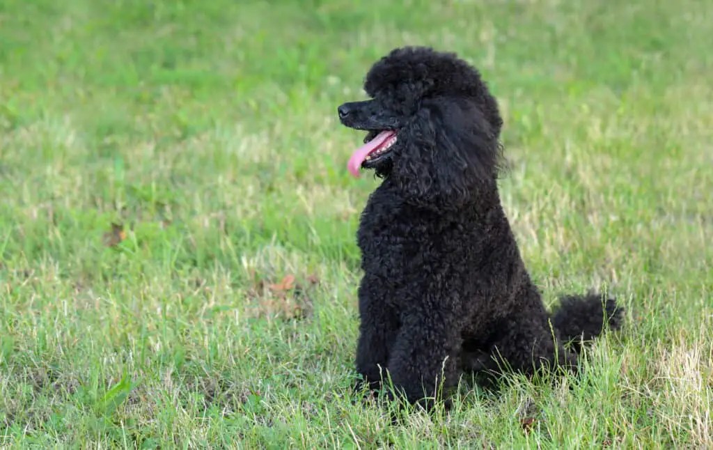 Moyen Poodles Everything You Need To Know (With Pictures) Poodle Report