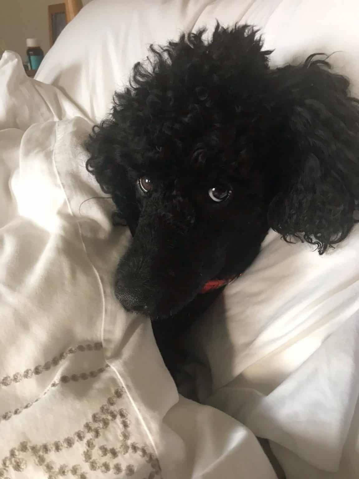 Poodle Won’t Stop Licking? 8 Things You Need to Know…