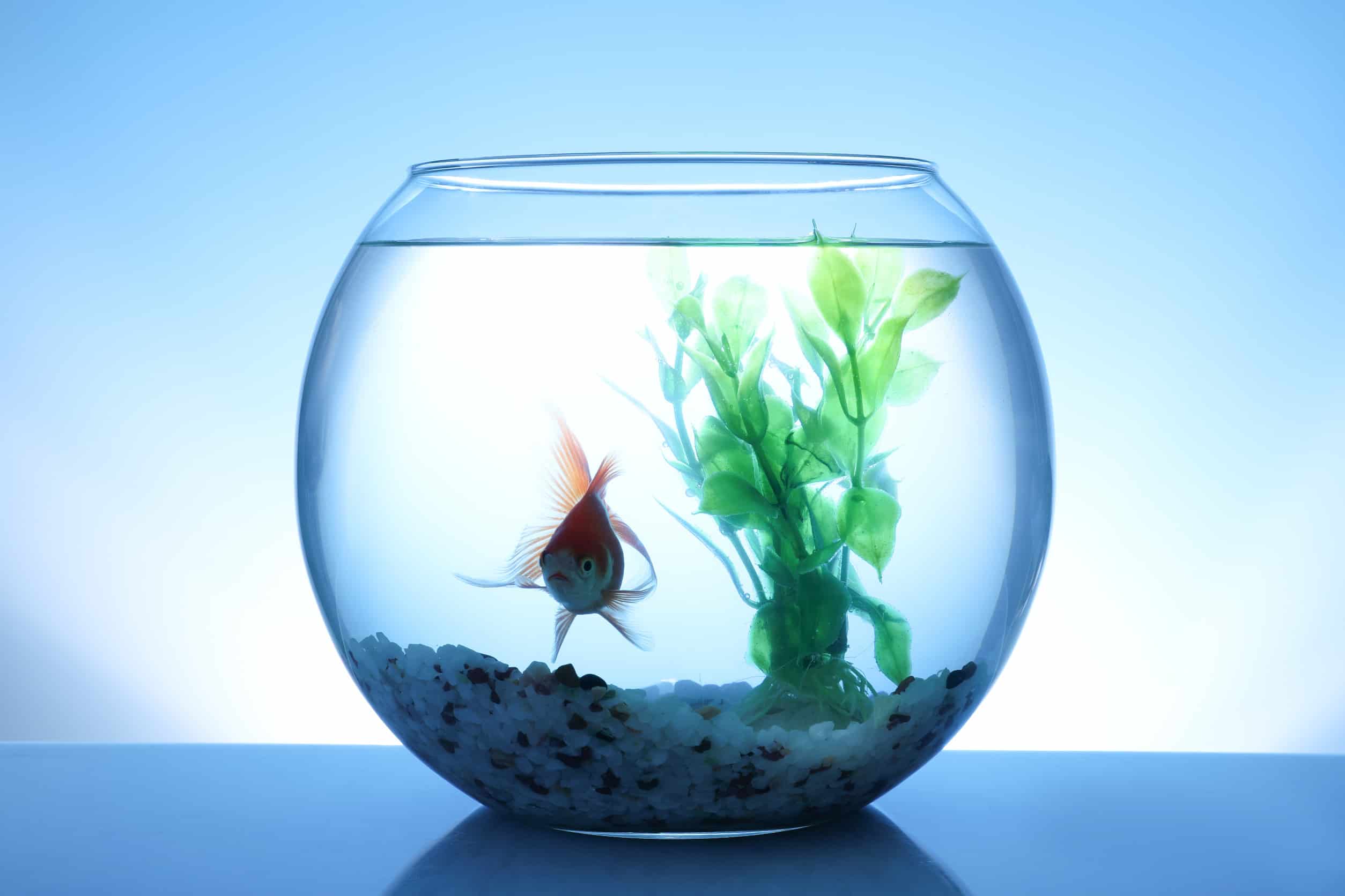 How to Get Rid of Cloudy Water in a Fish Tank Pool Care Guy