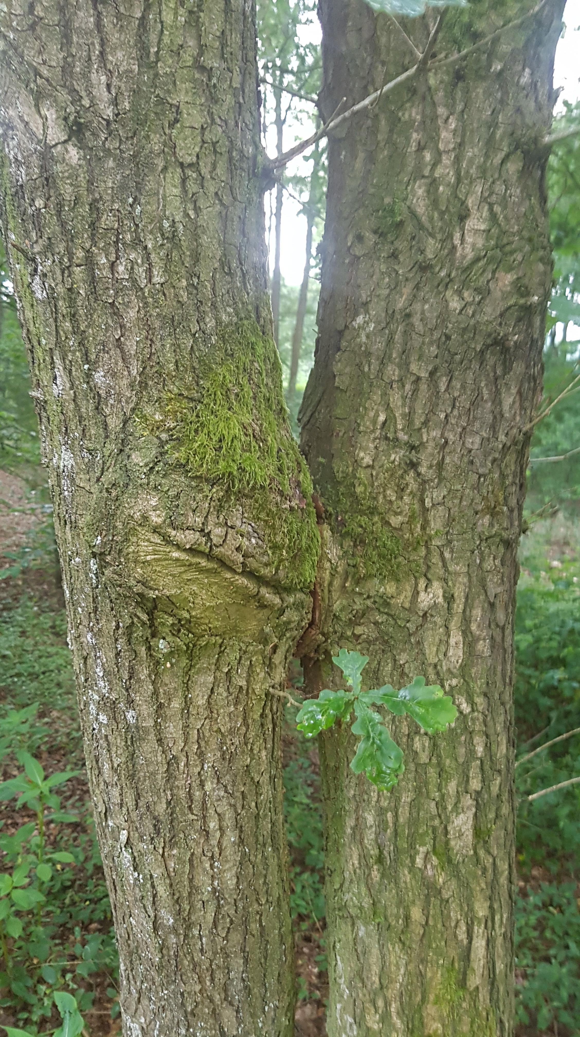 Kissing trees Rick Poolman