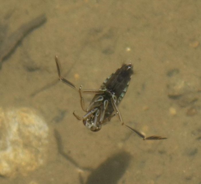 How to Get Rid of Water Bugs In Your Pool Pool Research