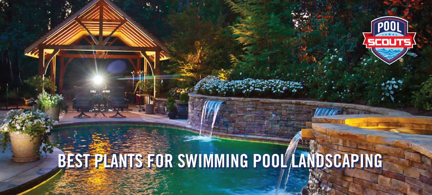 Best Plants for Swimming Pool Landscaping Pool Scouts
