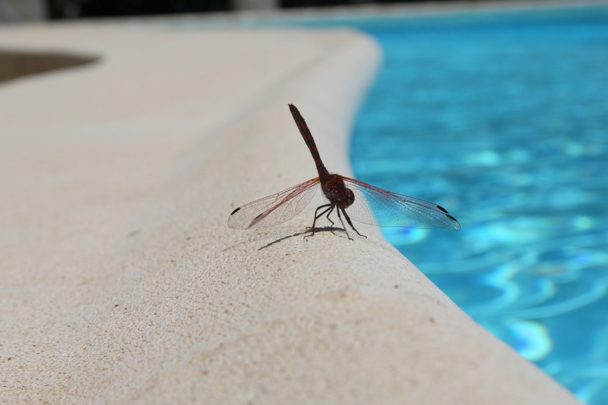 Dealing with Insects in Your Pool Pool Troopers