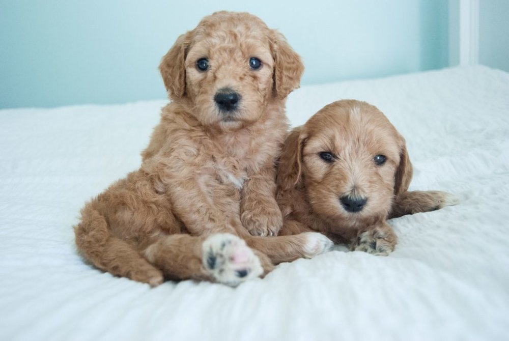 Best Toys for Goldendoodle Puppies PoodleMix