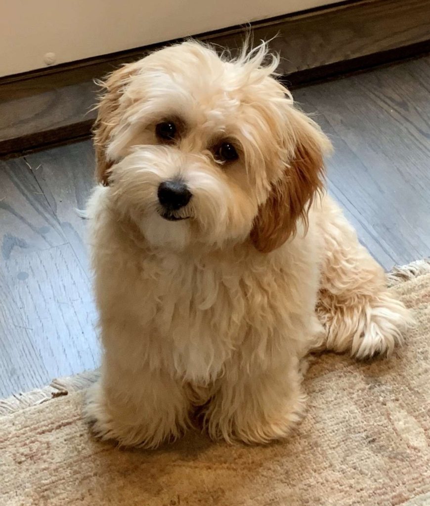 Havapoo Dog Breed Information and Pictures PooMix