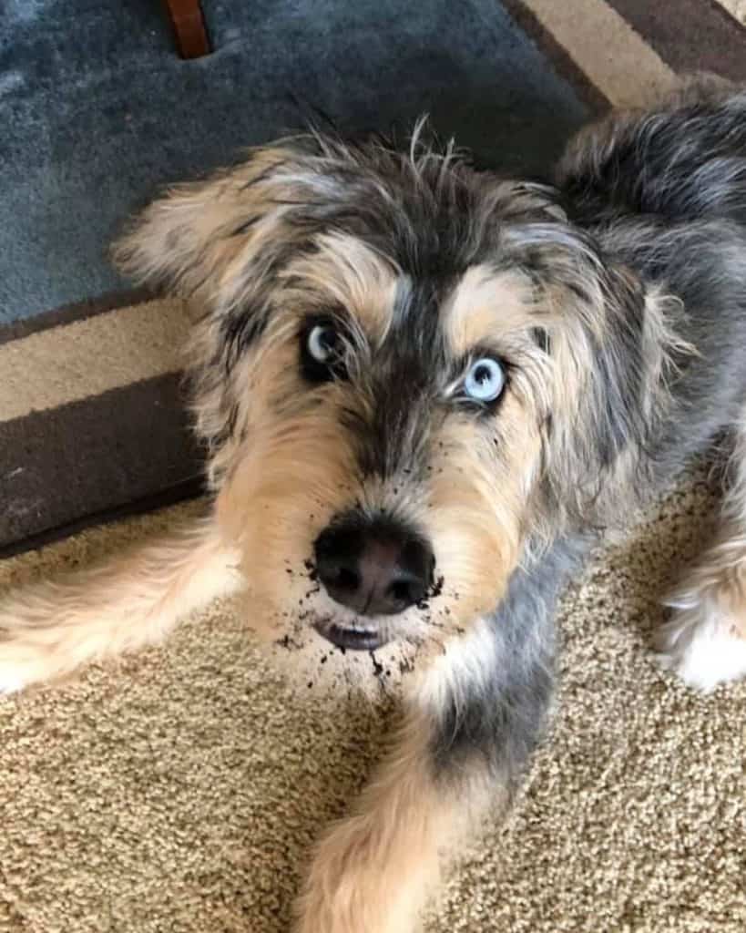 Huskydoodle Dog Breed Information and Pictures PooMix